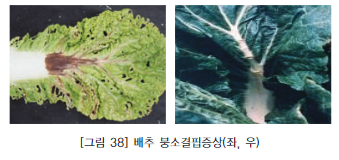 붕소/붕소?붕산?붕사?/붕소결핍증상/붕소의 역할/붕소 사용방법