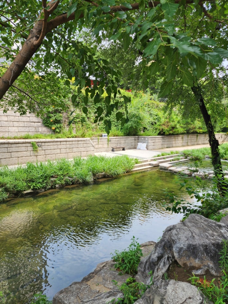 청계천 산책하며 천천히 걷기 / 청둥오리 자라 쇠백로 만나요