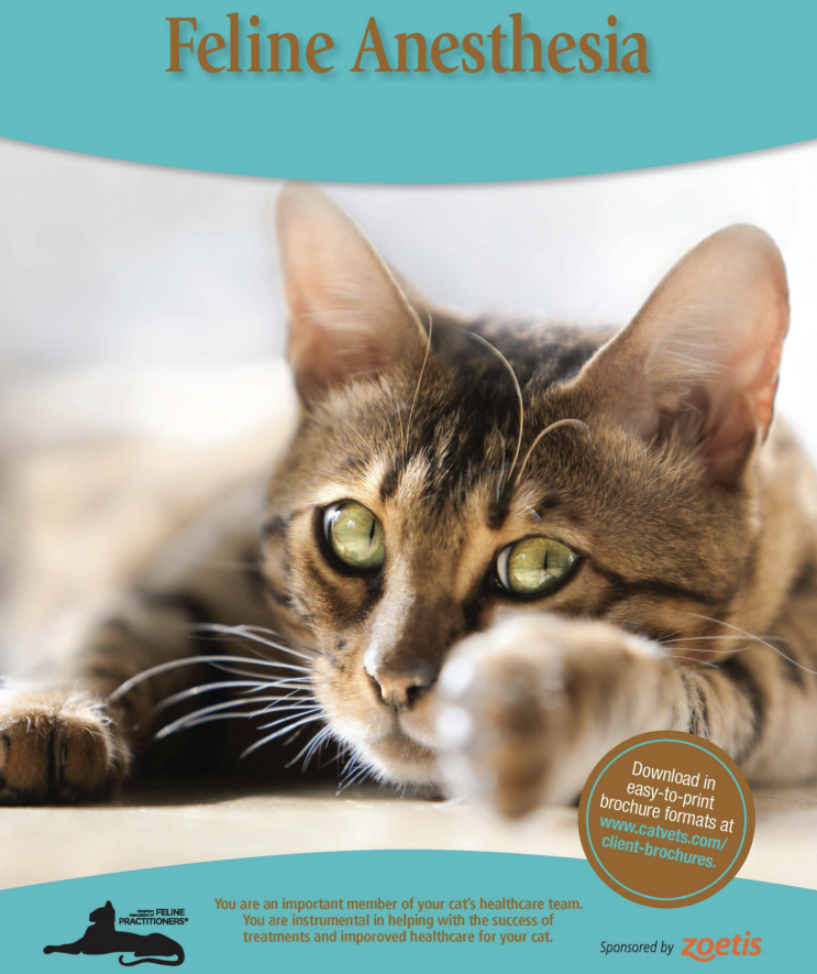  노묘와 마취. 노령 고양이(개) 마취와 수술 후 회복 관리 Anesthesia for senior Cats