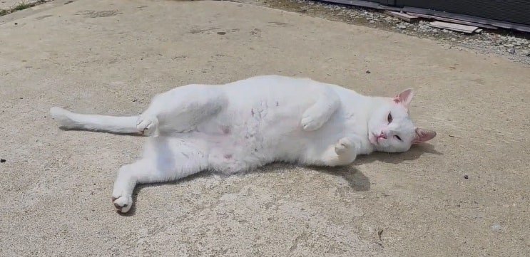  집에 고양이를 혼자 둘 수 있는 시간과 안전성
