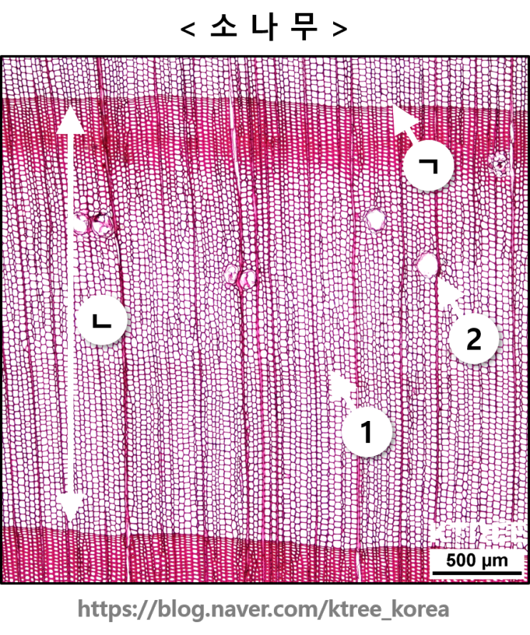 침엽수에서 관찰되는 세포 :: 수지구, 가도관, 방사조직 (목재 3단면 관찰)