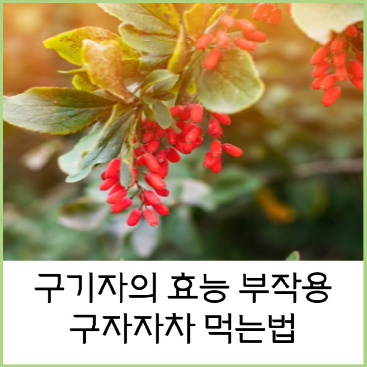  구기자의 효능 부작용 구기자차 먹는법