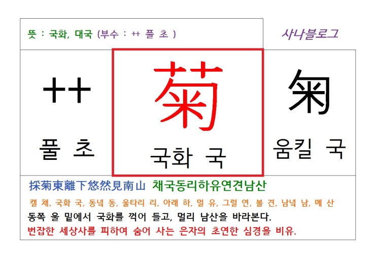  국화 국