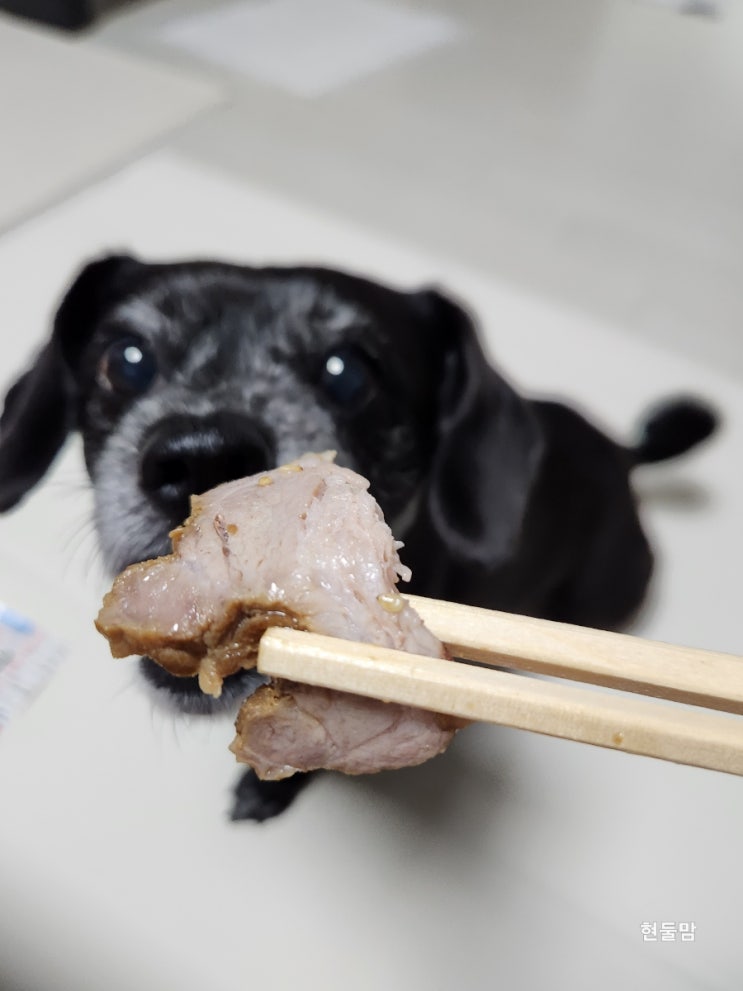 강아지 보쌈, 돼지고기 먹어도 된다고요?