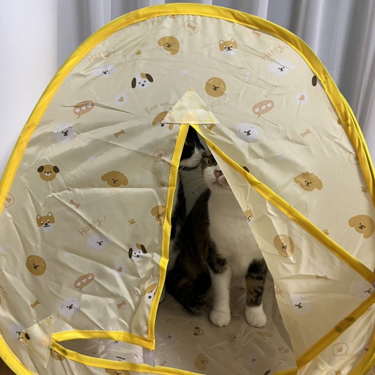 고양이 다이소템 후기, 추천템 (소쿠리/텐트)