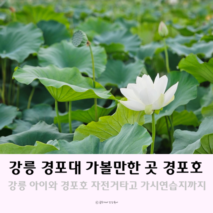 강릉 경포대 가볼만한곳 경포호 자전거 가시연습지 등 데이트코스 강릉 경포대 가볼만한곳 경포호 자전거 가시연습지 등 데이트코스