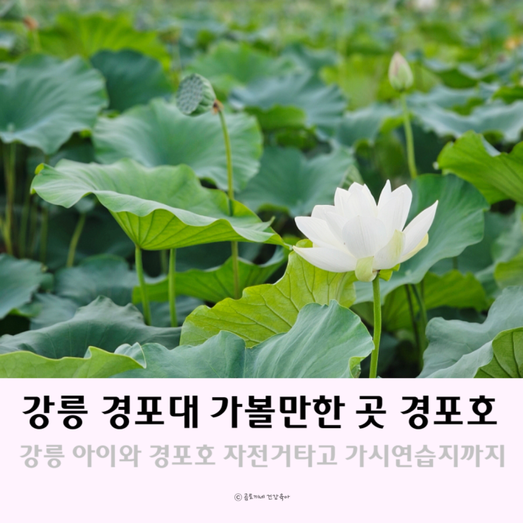 강릉 경포대 가볼만한곳 경포호 자전거 가시연습지 등 데이트코스