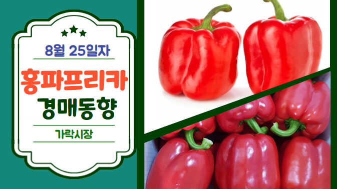  [경매사 일일보고] 8월 25일자 가락시장 홍파프리카 경매동향을 살펴보겠습니다!