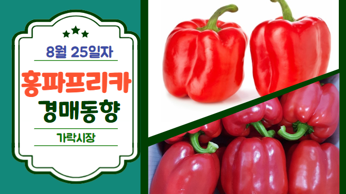 [경매사 일일보고] 8월 25일자 가락시장 홍파프리카 경매동향을 살펴보겠습니다!