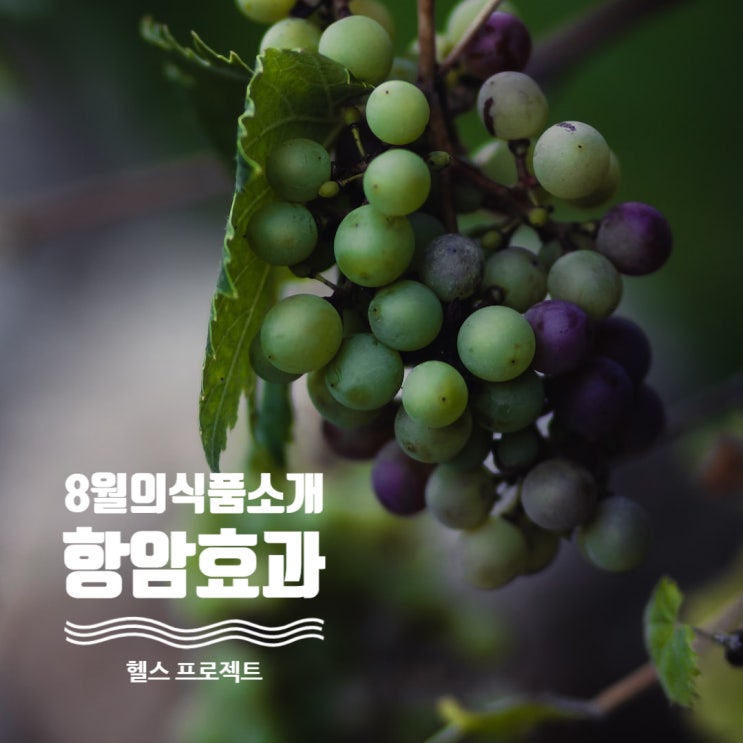  항암 효과 뛰어난 ‘8월의 식품’ 소개합니다