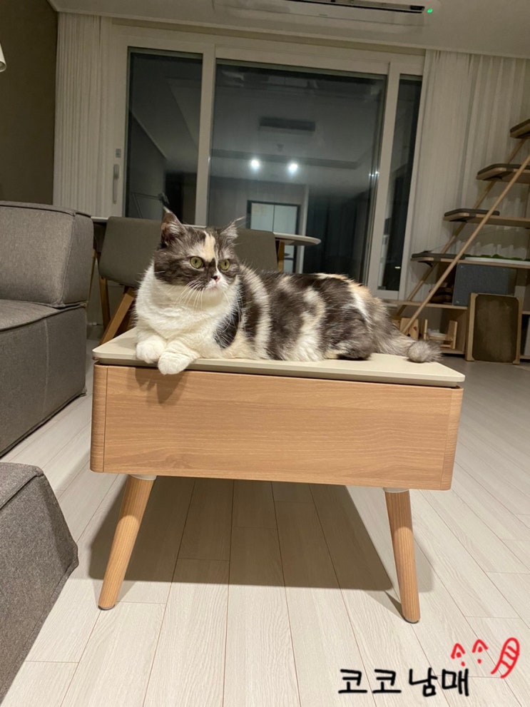  집사 휴가를 맞이한 고양이