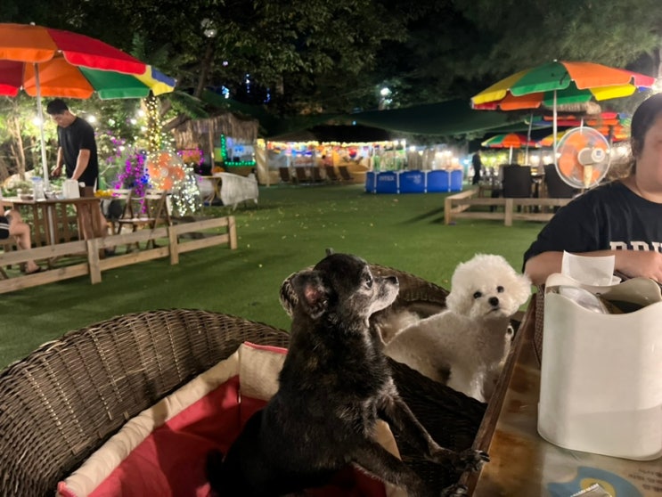  개똥 치는 사람들, 강아지가 더 좋아하는 남양주 애견동반식당, 소형견이 놀기에 넓어요!