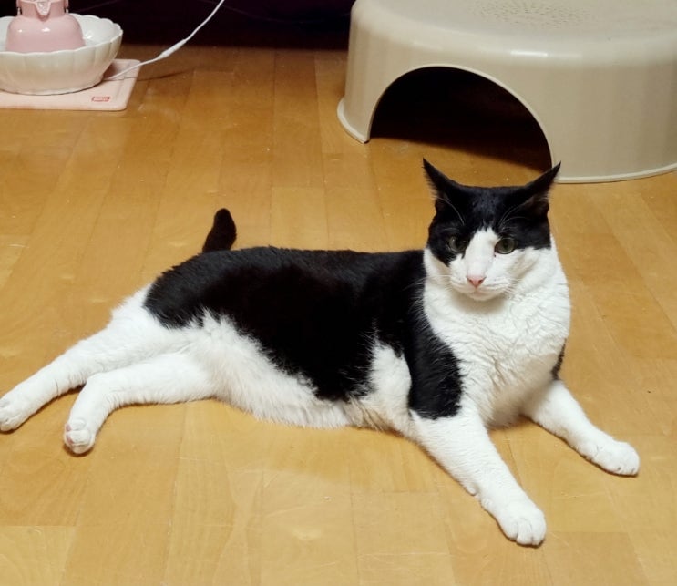  고양이 뱃살 처진 이유 말랑말랑 원시주머니 루즈스킨 기능