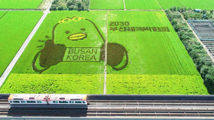 <b>부산</b>세계박람회 유치 기원, 청년 농부들 직접 손으로 <b>모내기</b>... 