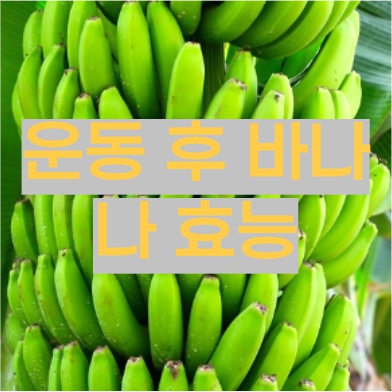  운동후 바나나 효능 및 섭취량