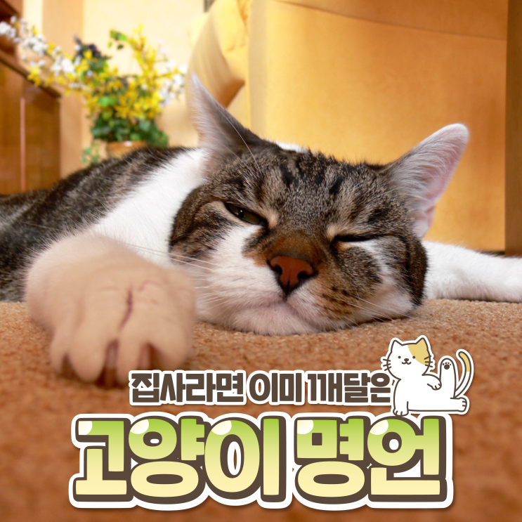  집사라면 이미 깨달은 고양이 명언 모음