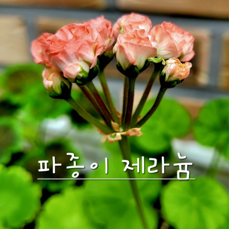 나만의 꽃 파종이 제라늄