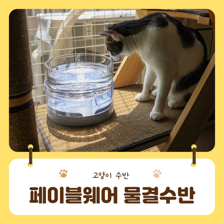  고양이 음수량 책임지는 페이블웨어물결수반으로 호기심도 음수량도 업업!!