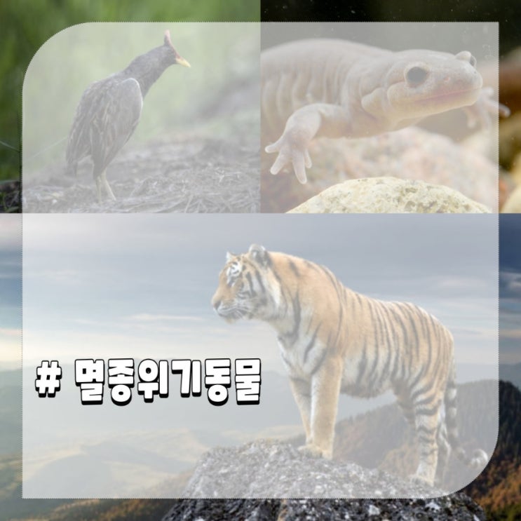 한국 멸종위기동물 뜸부기 호랑이 고리도룡용