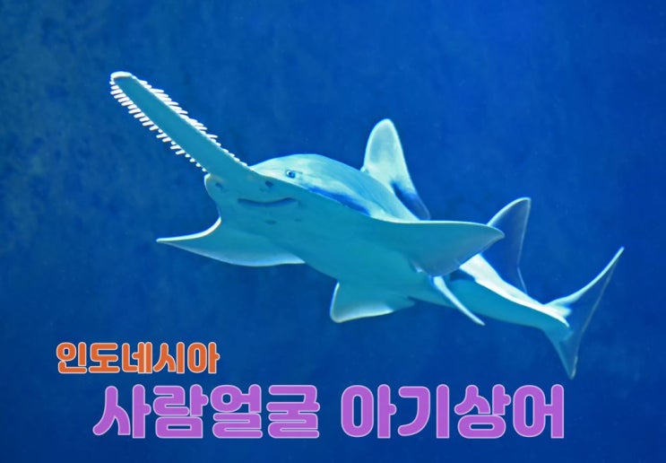  인도네시아 사람 얼굴 아기 상어
