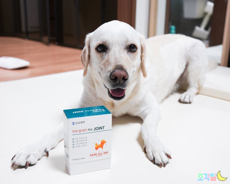 카제로템 인증을 받은 유유제약 하루올데이 강아지 관절영양제