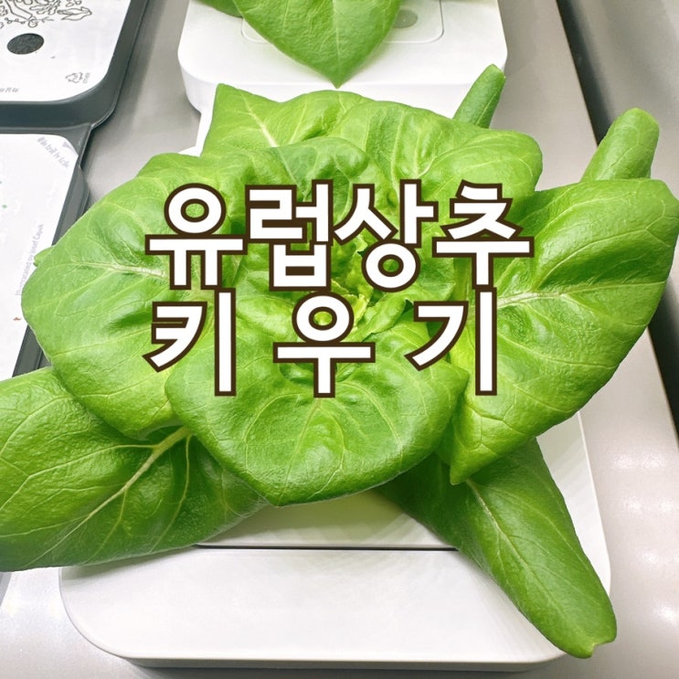  유럽상추 키우기, 찰스와 바티머상추(30일 관찰일기)