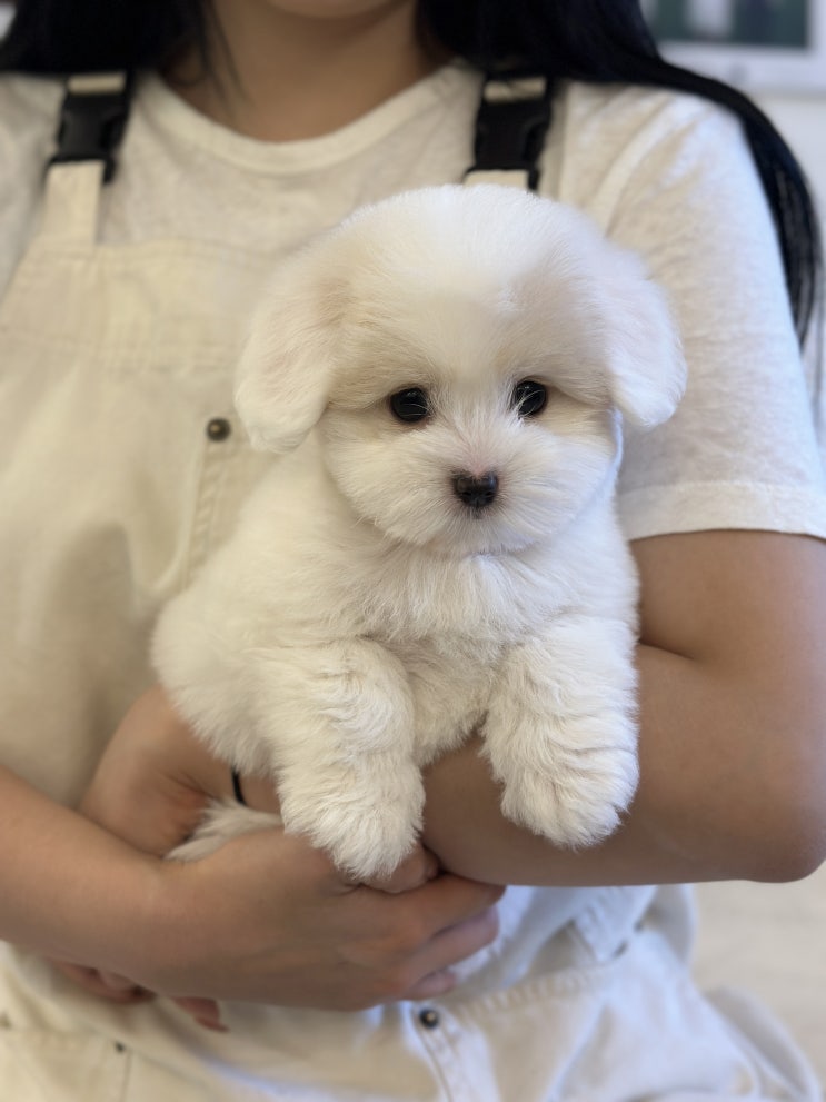  꼬똥드 툴레아 3자매 분양중