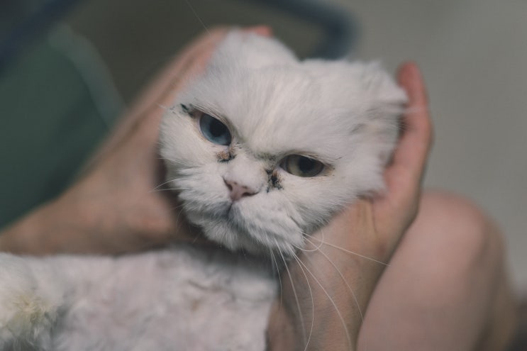 반려동물 눈꼽관리를 위한 라미나로프 고양이 눈물세정제 후기