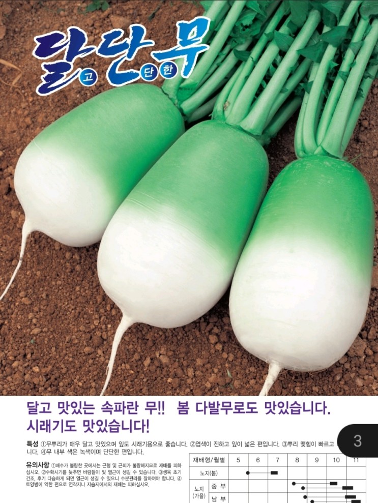  달단무(가장 맛좋은 김장무)