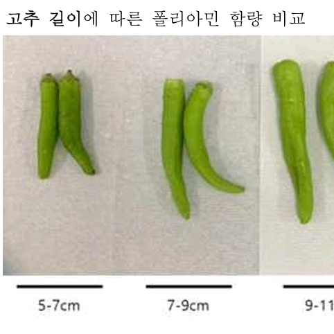  폴리아민 건강美人고추 (폴리아민고추,발모고추,스퍼미딘고추,안티에이징고추)