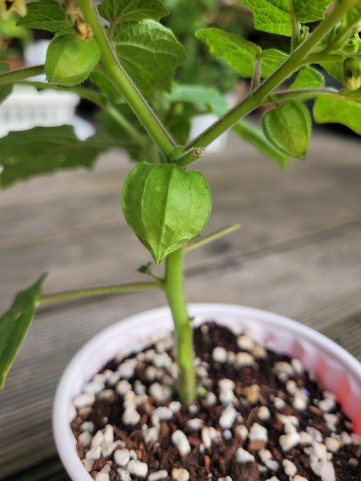  파인애플 토마틸로 Pineapple Tomatillo 키우기