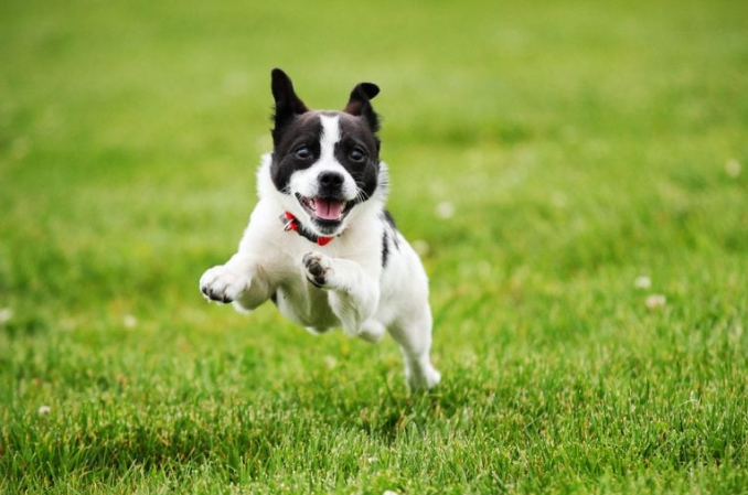  개가 Zoomies(과민)를 얻는 이유는 무엇입니까?
