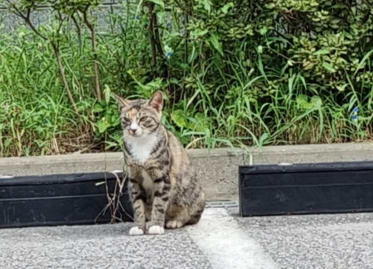  회사 길고양이 밥, 뉴페이스 길냥이, 할아버지네 강아지, 편의점 커피-주말 루틴