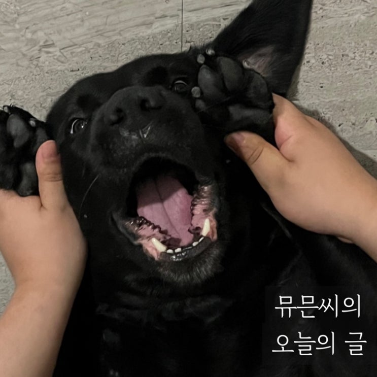  블로그 댓글 수 제한 더 이상 등록할 수 없습니다