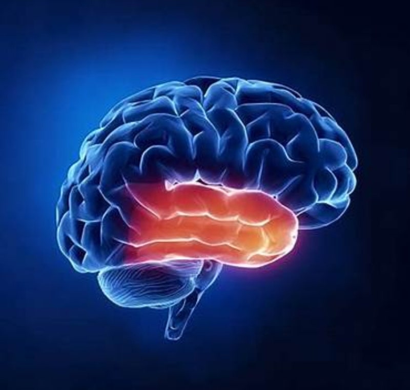 관자엽(temporal lobe, 측두엽)특징과 기능 : 네이버 블로그