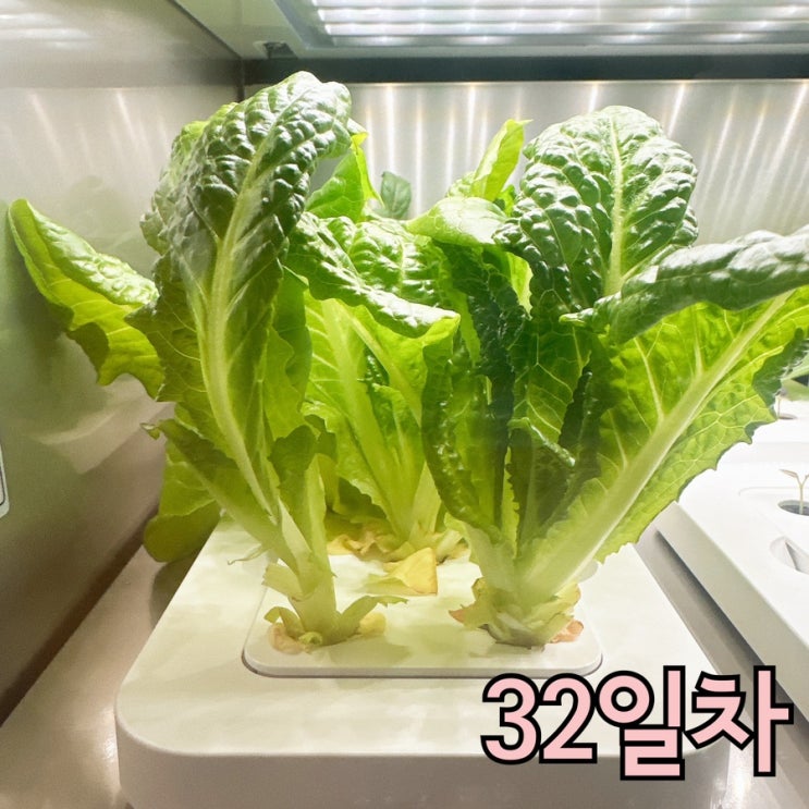  수경재배 청치마 상추 키우기, 파종에서 수확까지