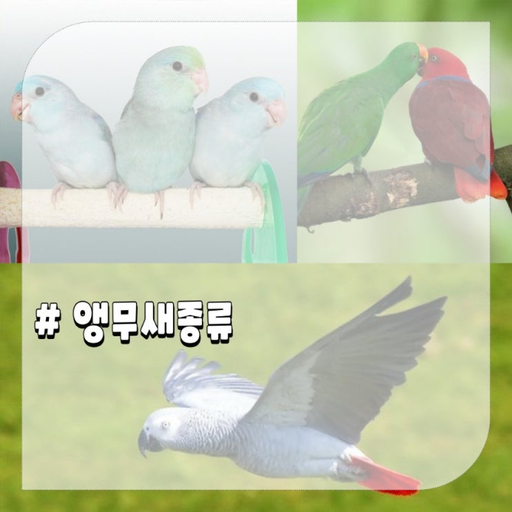  앵무새종류 회색 유리 유황  뉴기니아 앵무새특징