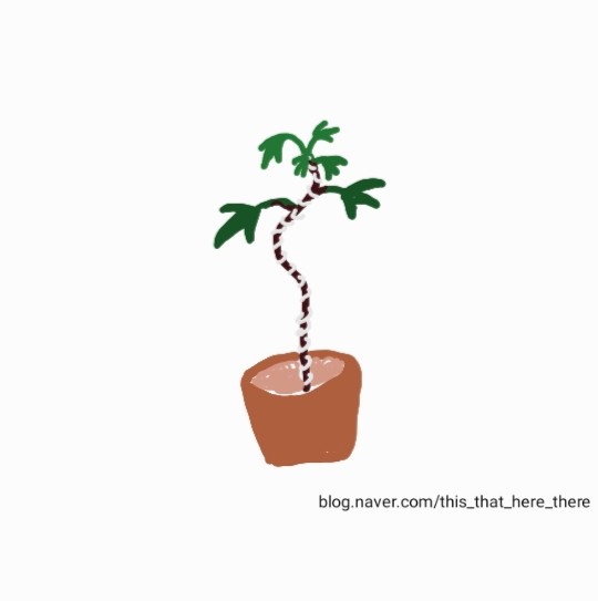 [식물집사] 황칠나무 S자 수형만들기