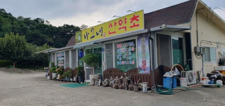  도개온천 맛집은 나그네 산약초 한방닭백숙