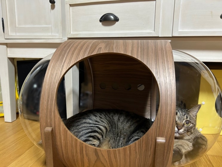 마이주 MYZOO 고양이 우주선 하우스 득템 후기 / 로얄캐닌 선착순 이벤트
