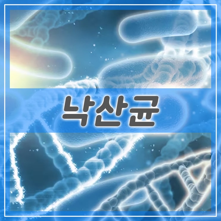  낙산균 (Clostridium Butyricum) : 장 건강을 촉진하는 프로바이오틱스