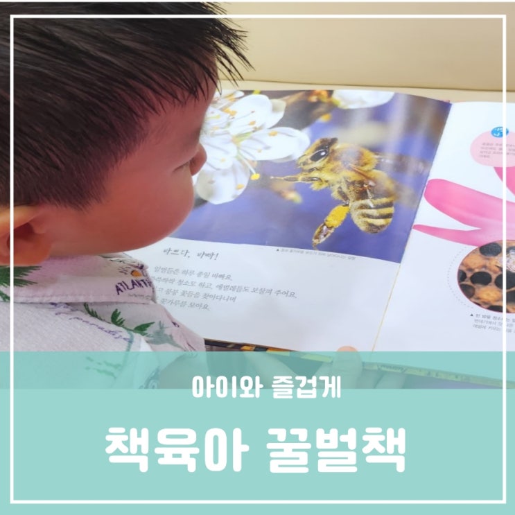 엄마표 책육아 3살 4살 도서관에서 꿀벌책읽기 벌집이 육각형인 이유 벌에 쏘였을때 대처방법 엄마표 책육아 3살 4살 도서관에서 꿀벌책읽기 벌집이 육각형인 이유 벌에 쏘였을때 대처방법