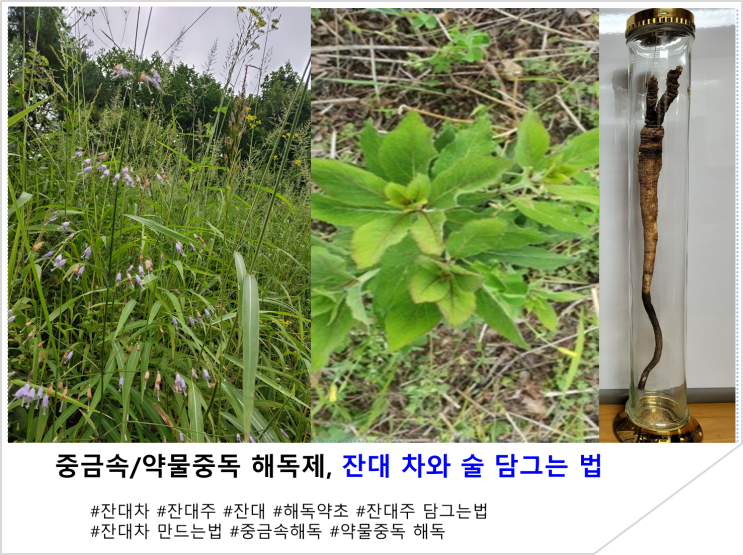  중금속/약물중독 해독제, 잔대 차와 술 담그는 법