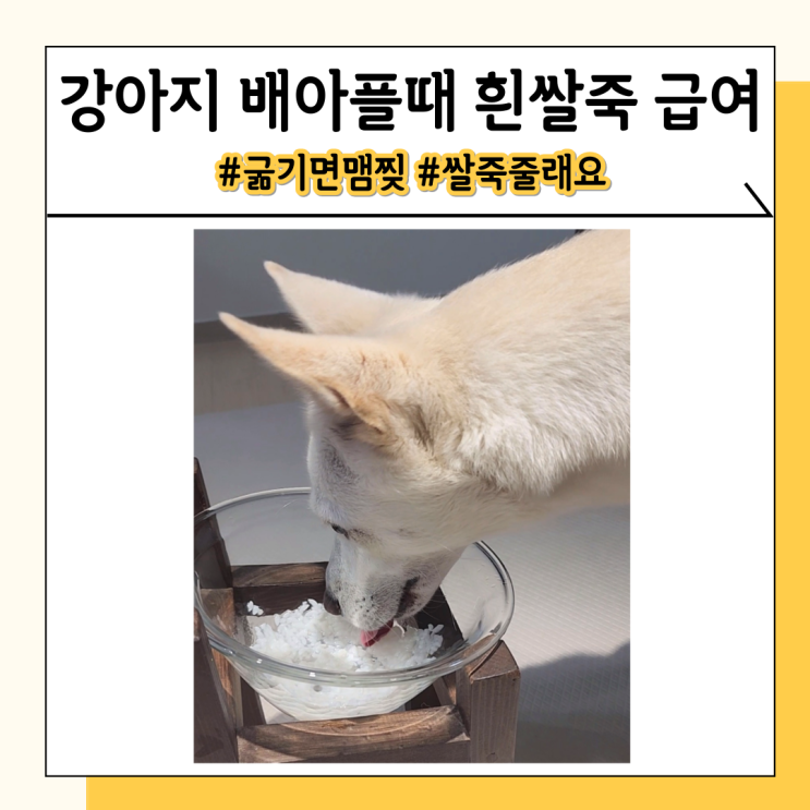 강아지 쌀죽 흰쌀밥 흰죽 배탈나서 먹일 때 효과와 주의사항 강아지 쌀죽 흰쌀밥 흰죽 배탈나서 먹일 때 효과와 주의사항
