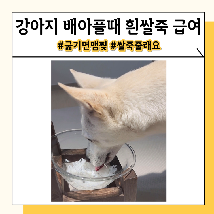 강아지 쌀죽 흰쌀밥 흰죽 배탈나서 먹일 때 효과와 주의사항