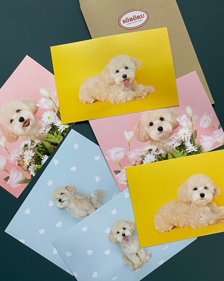 대전 반려동물 스튜디오 도안동 소보루 강아지 컨셉사진