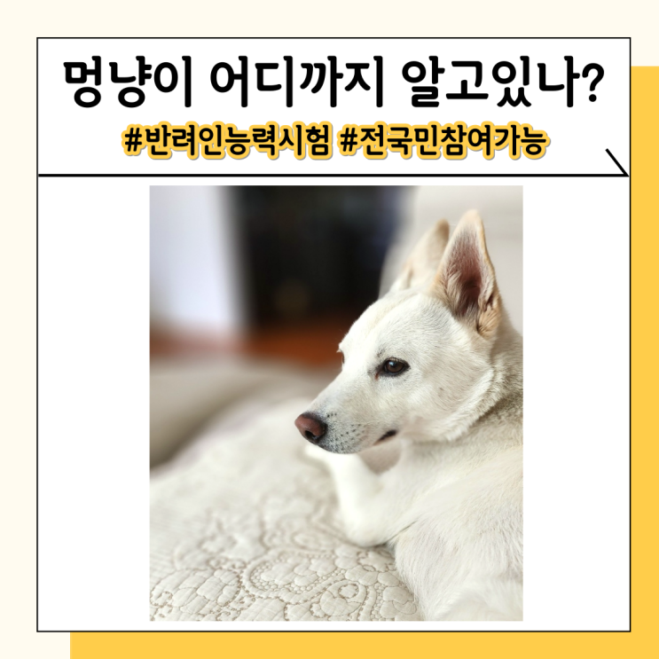 반려인 능력시험 2023년 일정, 응시 혜택과 고득점 방법 반려인 능력시험 2023년 일정, 응시 혜택과 고득점 방법