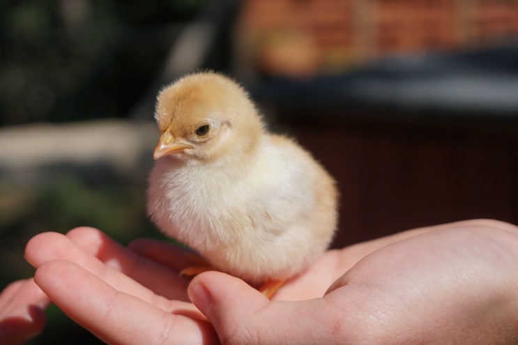  [EBS 입트영] 2023.08.24 Raising Chicks