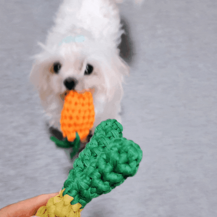 말티즈 강아지 이갈이 터그놀이 수제 장난감 삑삑이 구매 후기