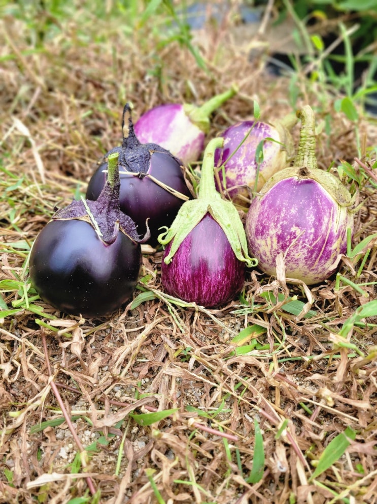  텃밭 슈팅스타 가지 eggplant, 소소한 수확